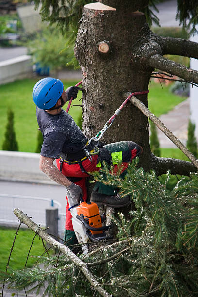 Best Tree Health Inspection  in Clarks Green, PA