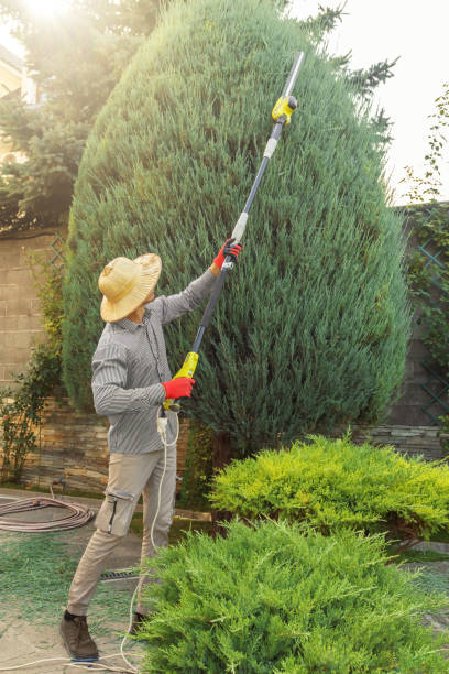 Best Lawn Watering Services  in Clarks Green, PA