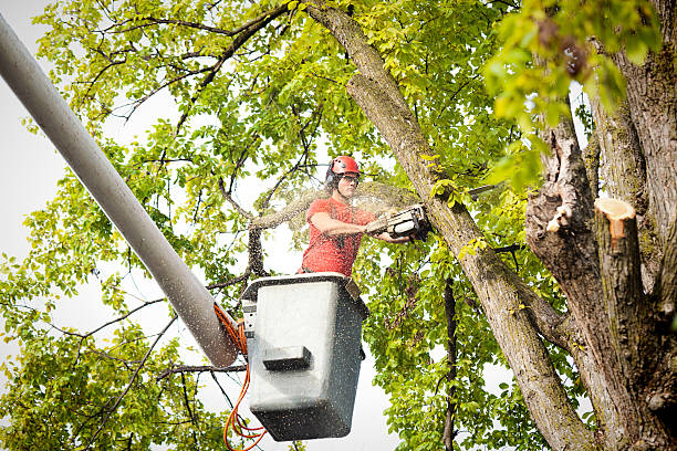 Best Tree Risk Assessment  in Clarks Green, PA