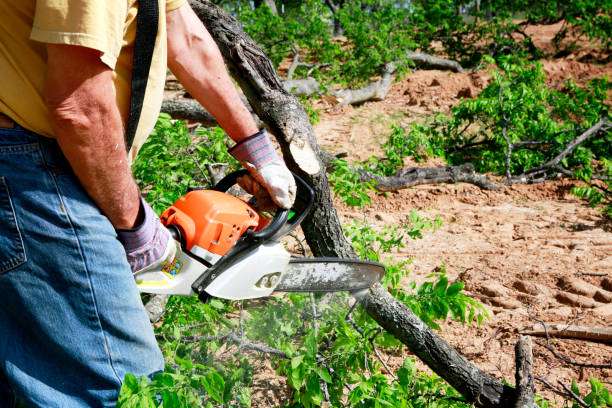 Why Choose Our Tree Removal Services in Clarks Green, PA?